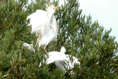 Bubulcus ibis