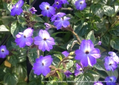 Browallia americana
