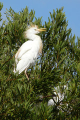 Bubulcus ibis