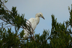 Bubulcus ibis