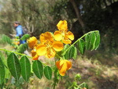 Senna stipulacea