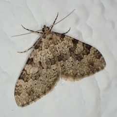 Nebula ibericata