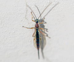 Tromatobia lineatoria