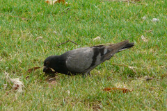 Columba livia domestica