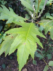 Bocconia arborea