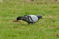 Columba livia domestica
