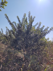Rhus pachyrrhachis