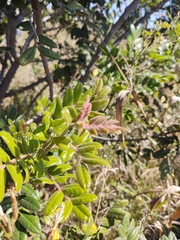 Rhus pachyrrhachis