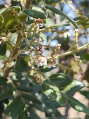 Rhus pachyrrhachis