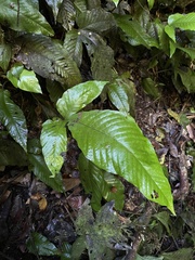 Hypoderris brownii