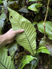 Hypoderris brownii