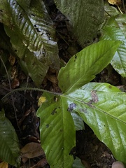 Hypoderris brownii