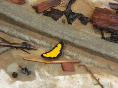 Xanthyris flaveolata