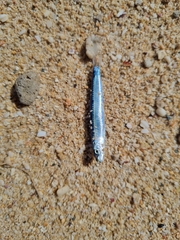 Spratelloides delicatulus