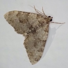 Nebula ibericata