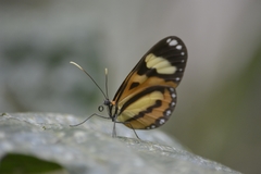 Hypothyris ninonia daeta