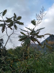 Bocconia arborea