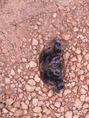 Ebrietas evanidus