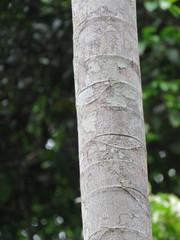 Cecropia sciadophylla