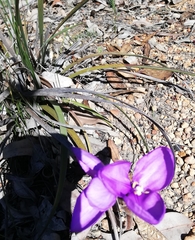Patersonia occidentalis