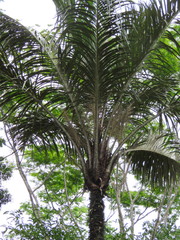 Astrocaryum aculeatum