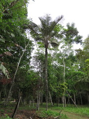 Astrocaryum aculeatum