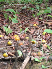 Astrocaryum aculeatum