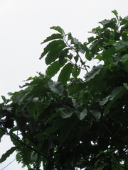 Bertholletia excelsa