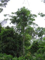 Bertholletia excelsa
