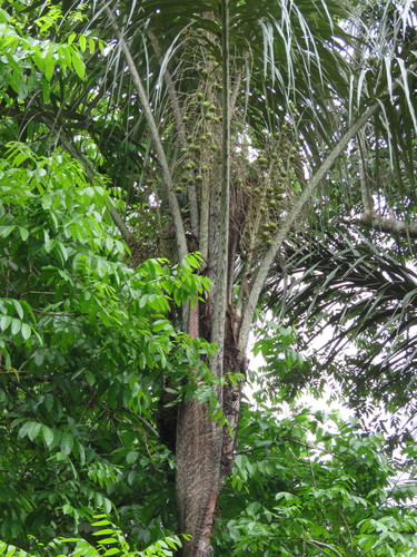 Astrocaryum tucuma, photograph 5