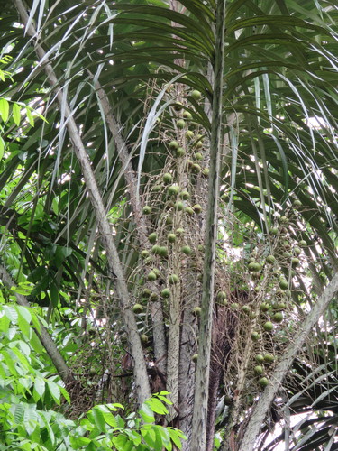 Astrocaryum tucuma, photograph 6