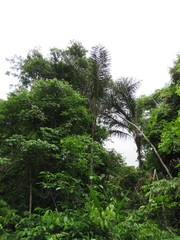 Astrocaryum aculeatum