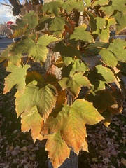 Acer pseudoplatanus