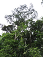 Hydrochorea corymbosa