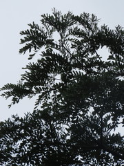 Hydrochorea corymbosa