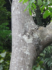 Hydrochorea corymbosa