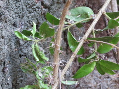 Archidasyphyllum excelsum