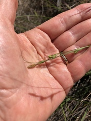 Carex triquetra