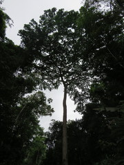 Parkia pendula