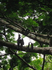 Parkia pendula