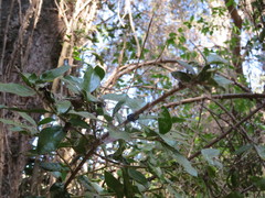 Archidasyphyllum excelsum