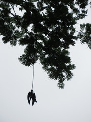 Parkia pendula