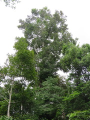 Aspidosperma excelsum