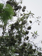 Aspidosperma excelsum