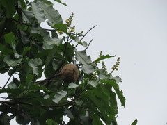 Bertholletia excelsa