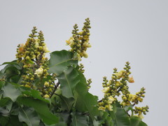 Bertholletia excelsa