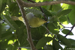 Hemithraupis ruficapilla