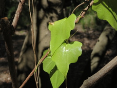 Dioscorea bryoniifolia