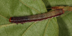 Eupsilia schweitzeri