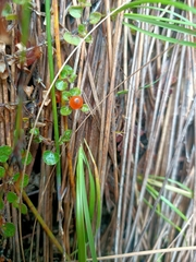 Nertera scapanioides